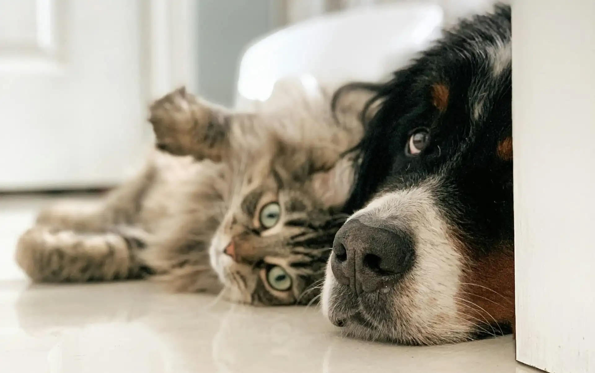 Read more about the article Recent Case Pets in Strata